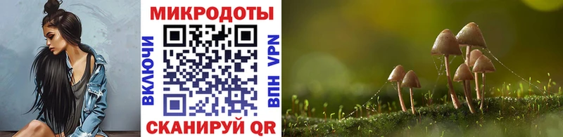 Купить закладки  Аргун  Псилоцибиновые грибы Cubensis 